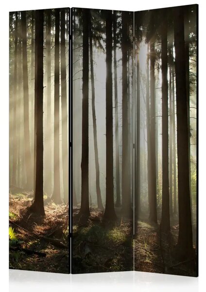 Paravento separè Foresta di conifere - nebbia mattutina - paesaggio boschivo