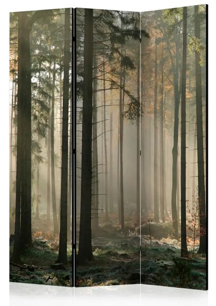 Paravento design Mattina nebbiosa di novembre - alba e alberi della foresta