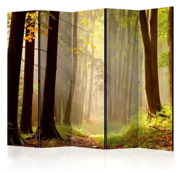 Paravento design Sentiero nel bosco misterioso II - Paesaggio tra alberi