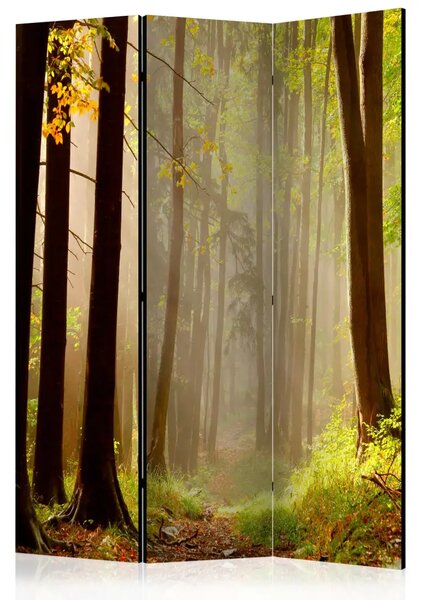 Paravento separè Sentiero nel bosco misterioso - Paesaggio boschivo