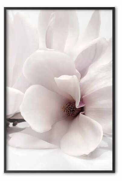 Poster: Fioritura luminosa - composizione di fiore bianco su sfondo chiaro