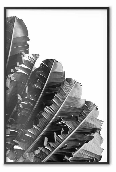 Poster: Ventaglio banana - foglie grigie con texture distinta su sfondo bianco