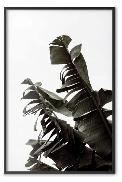 Poster: Bouquet tropicale - foglie verdi su sfondo bianco