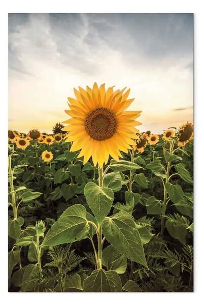 Quadro contemporaneo Campo di girasoli verticale - paesaggio prativo primaverile