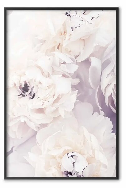 Poster: Magnolie vaniglia - fiori con sfumature viola