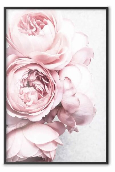 Poster: Fragranza rosa