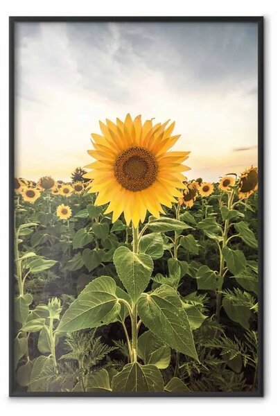 Poster: Campo di girasoli - prato di fiori gialli su sfondo di cielo