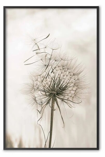 Poster: Soffio leggero - composizione con delicato fiore di soffione chiaro