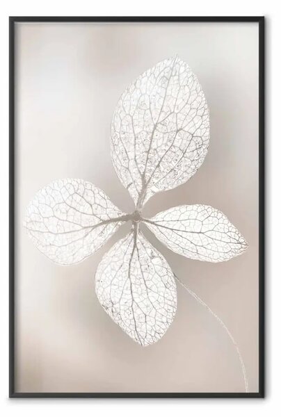 Poster: Bellezza traforata - composizione con foglie trasparenti