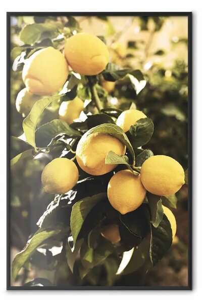 Poster: Agrumi italiani - composizione in limoni gialli