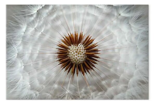 Quadro moderno Lightness breath largo - Dettaglio dente di leone