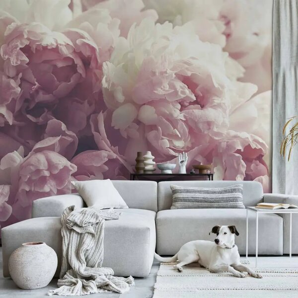 Carta da parati moderna Fioritura di peonie - fiori in primo piano su sfondo in tonalità rosa e bianco