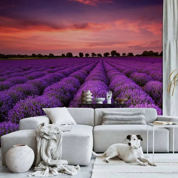 Carta da parati moderna Campo di lavanda - paesaggio con tramonto sopra i campi provenzali