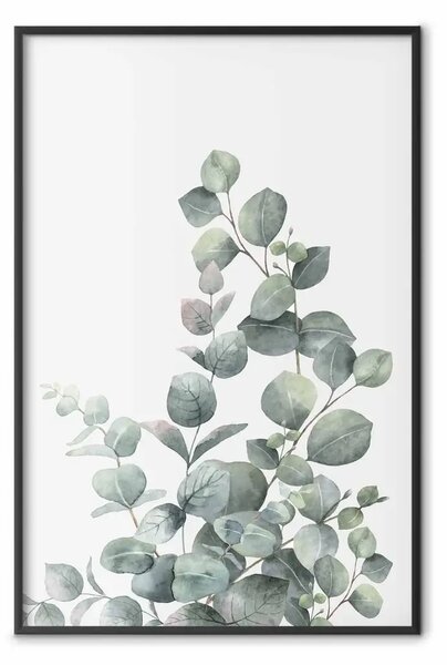 Poster: Rami Di Eucalipto