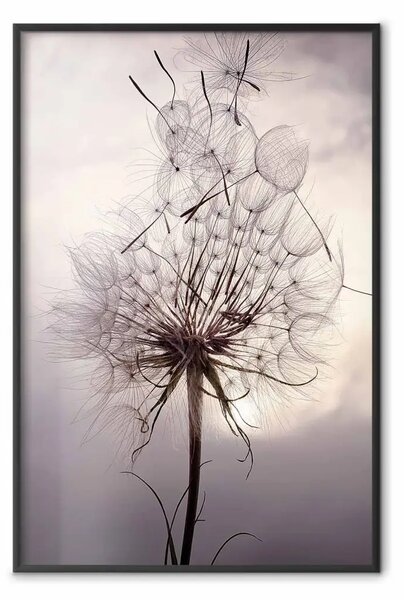 Poster: Momento diviso - fiori di soffione al tramonto