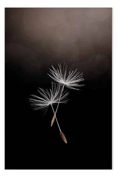 Quadro Due semi di soffione - fotografia in stile Boho su uno sfondo scuro