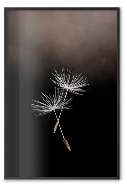 Poster: Momento volante - delicati fiori bianchi di soffione su sfondo nero