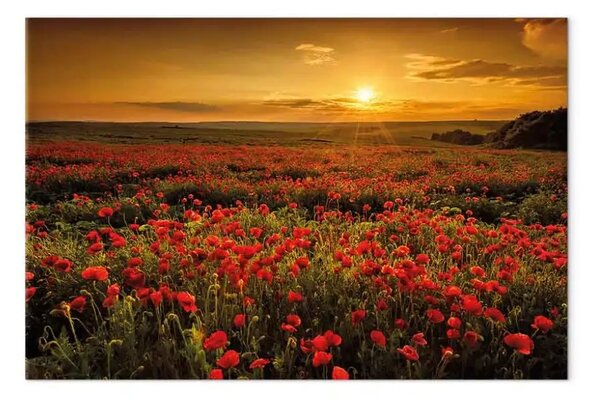Quadro su tela Campo di papaveri largo - paesaggio con fiori rossi