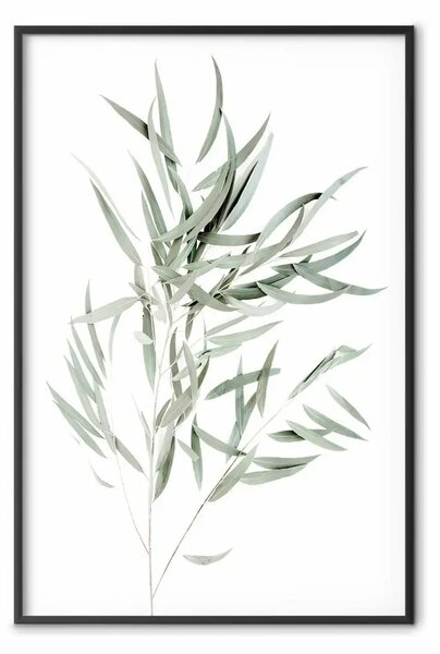 Poster: Eucalipto Nicholii - composizione minimalista in foglie verdi