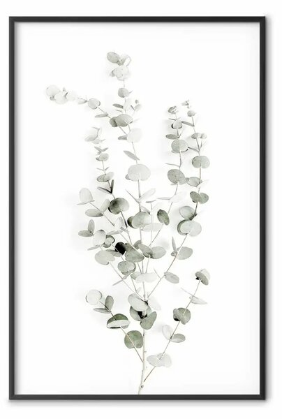 Poster: Eucalipto Caesia - composizione semplice in foglie verdi su bianco