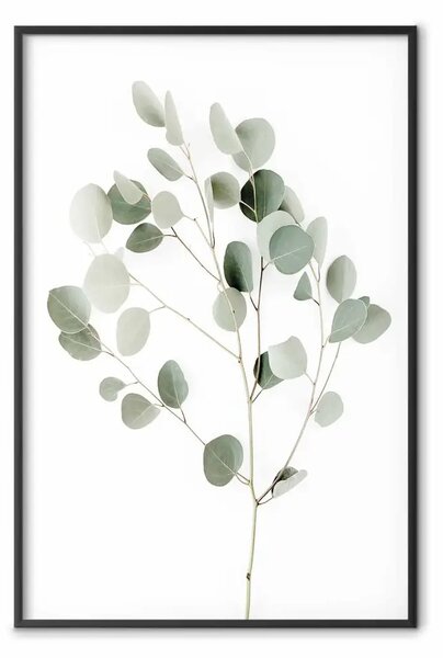Poster: Eucalipto argenteo - composizione in foglie verdi su sfondo bianco