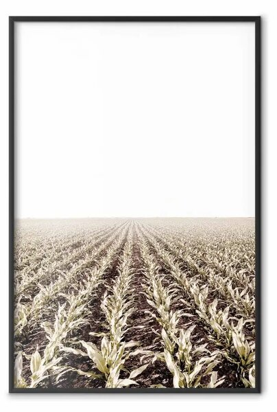 Poster: Campo di mais - paesaggio rurale con vista su campi e cielo