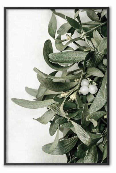 Poster: Vischio natalizio - pianta legata al Natale