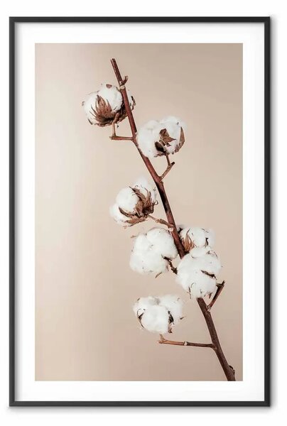 Poster: Morbidezza del cotone - pianta con fiori bianchi morbidi su beige