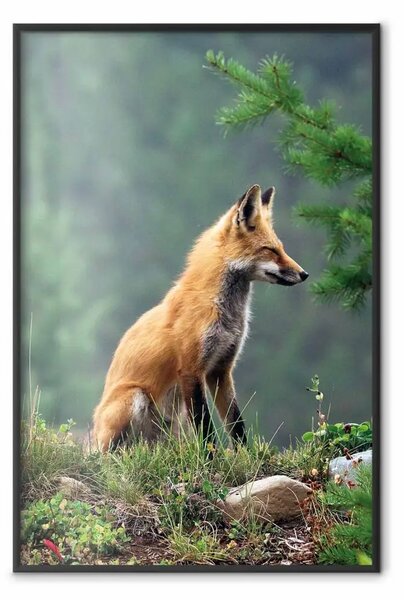 Poster: Cacciatore rosso - animale in foresta