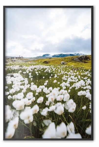 Poster: Prato del nord - vista di prato con fiori bianchi su montagne