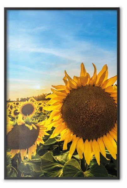 Poster: Fiori di pace - girasoli gialli su sfondo cielo