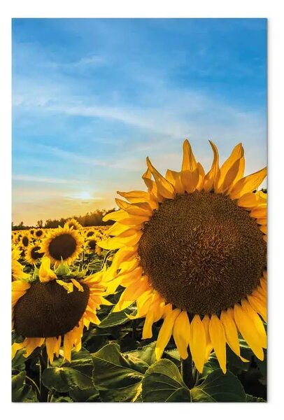 Quadro Fiori della pace - girasoli in un campo vasto