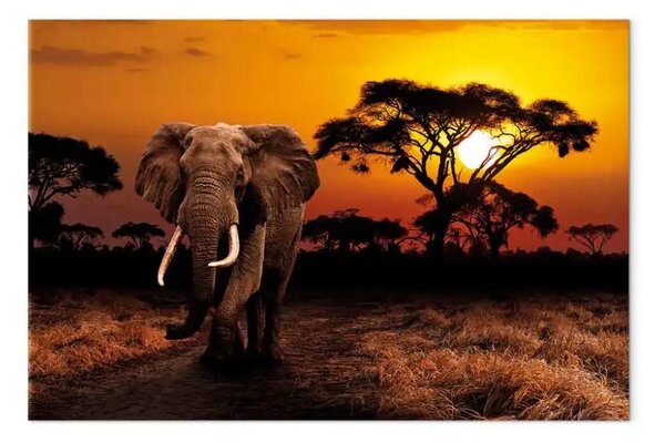 Quadro moderno Avventura africana largo - prima variante - elefante
