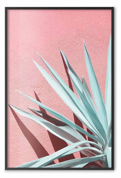 Poster: In pieno sole - foglie di celadon che fanno ombra su una parete rosa