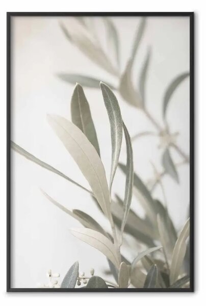 Poster: Ramo d'ulivo - inquadratura di un pezzo di vegetazione mediterranea