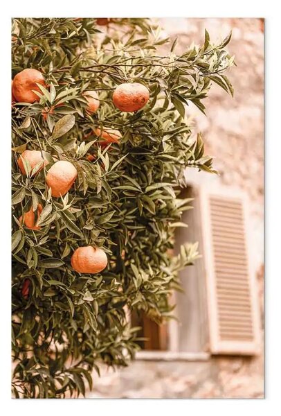 Quadro contemporaneo Frutti urbani - albero di mandarino su sfondo di edificio