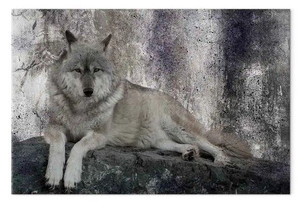 Quadro moderno Lupo riposante - animale selvatico sdraiato su una roccia