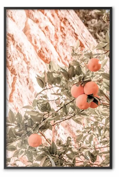 Poster: Giovani clementine - ramo di un albero di mandarino con frutto