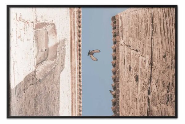 Poster: Uccello urbano - un piccione che vola tra due edifici