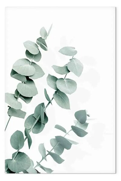 Quadro moderno Foglie di eucalipto - ramoscello di pianta verde su sfondo bianco