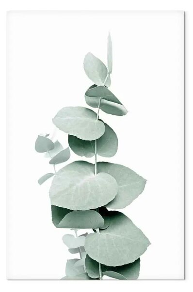 Quadro Eucalipto - macro ramo verde della pianta su sfondo bianco