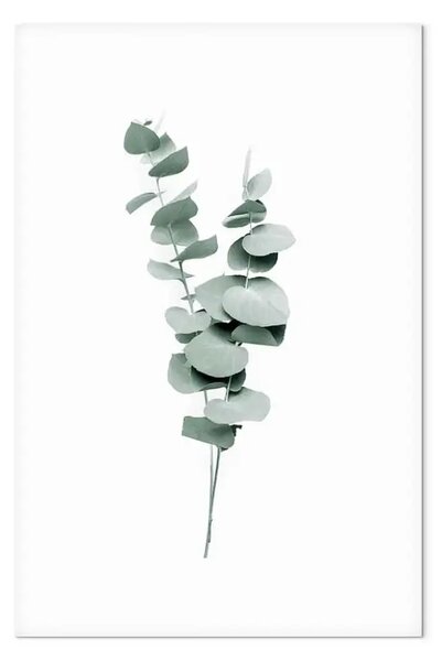 Quadro su tela Rami di eucalipto - foglie di piante minimaliste su sfondo bianco