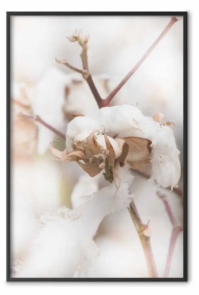 Poster: Ramoscelli di cotone - foto di piante naturali in stile boho