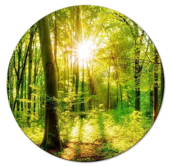Quadro rotondo Alberi soleggiati - foresta illuminata dai raggi del mattino