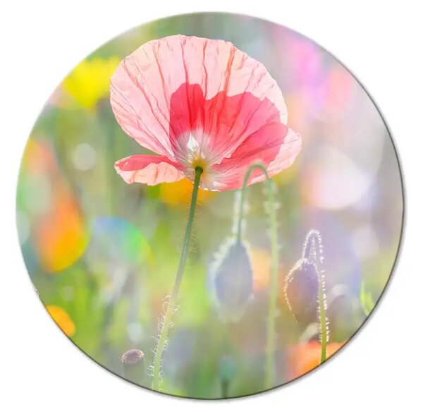 Quadro rotondo Giardino di primavera - fiori rosa in un prato illuminato