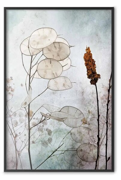 Poster: Frutti di lunaria