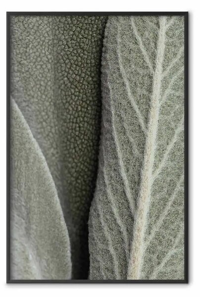 Poster: Pianta di salvia - primo piano su foglie ruvide