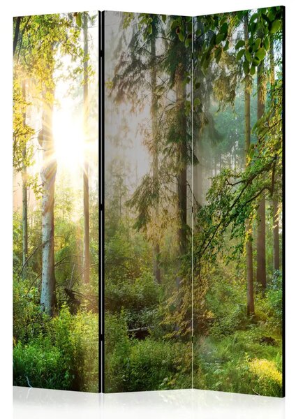 Paravento design Natura selvaggia - foresta con alberi esposti ai raggi del sole