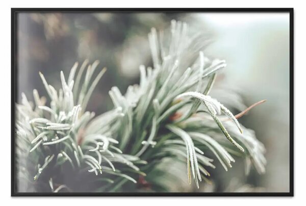 Poster: Incanto d'inverno - fotografia di un ramo di conifera coperto di brina