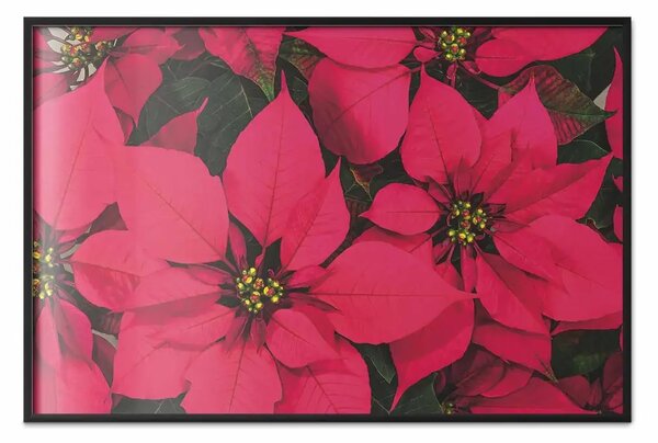 Poster: La bellezza del Natale - i fiori rossi della Stella di Betlemme